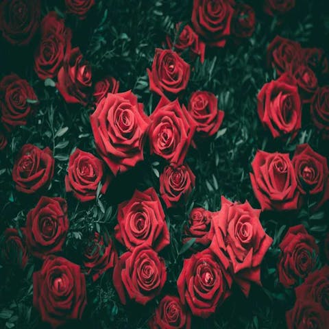 What Flowers to Buy for a Girlfriend After a Month of Dating