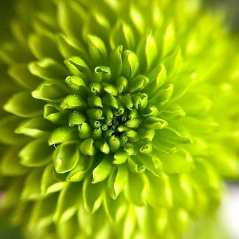 Unveiling the Beauty: Exploring Unique Green Flowers and Their Names