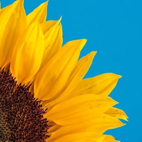 When Are Sunflowers in Season: A Guide to Enjoying Nature’s Golden Beauties