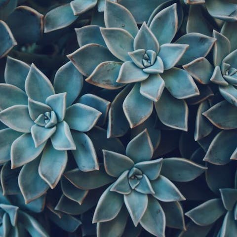The Beauty of Succulent Plants: A Guide to Various Succulent Plant Names