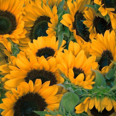 how to keep sunflowers alive