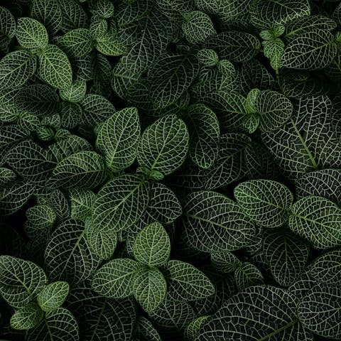Top 15 Plants You Can’t Kill: Greenery for Every Gardener