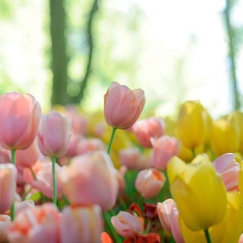 Same Day Flower Delivery with Floraqueen