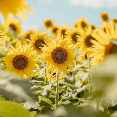 Sunflower Life Cycle: From Seed to Blossom