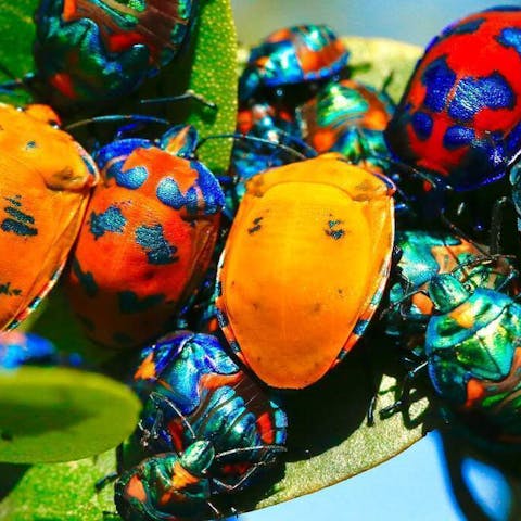 Plants That Keep Bugs Away: Natural Pest Repellents for Your Home