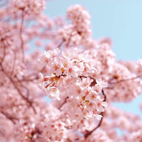 What Do Cherry Blossoms Mean: Unveiling the Symbolism and Beauty