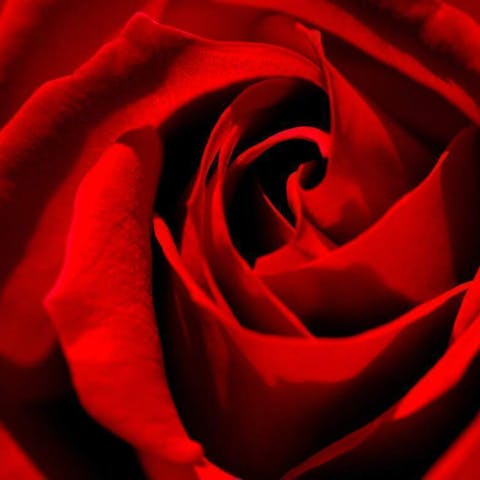 The Meaning and Symbolism Behind Red Roses