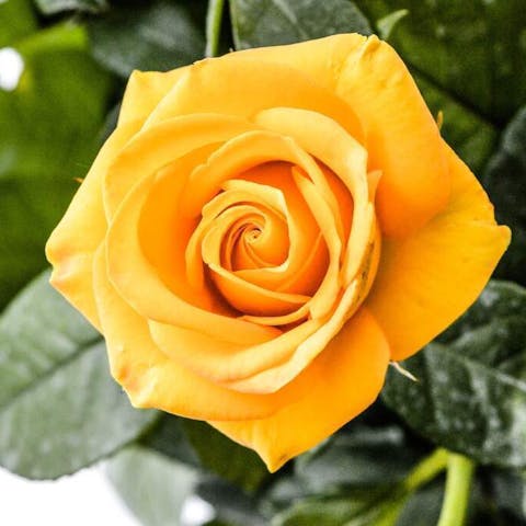 Yellow Rose Meaning in Relationship: Unveiling the Symbolism of Love and Connection