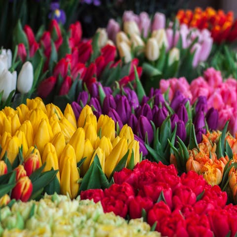 Tulips Open Too Much: And How to Keep Them From Opening