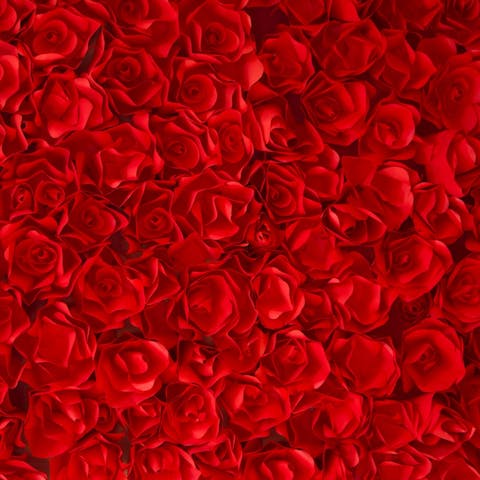How Long Do Roses Last: A Complete Guide to Rose Lifespan
