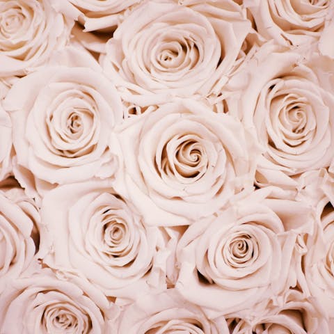How to Prune Roses: A Comprehensive Guide to Rose Pruning