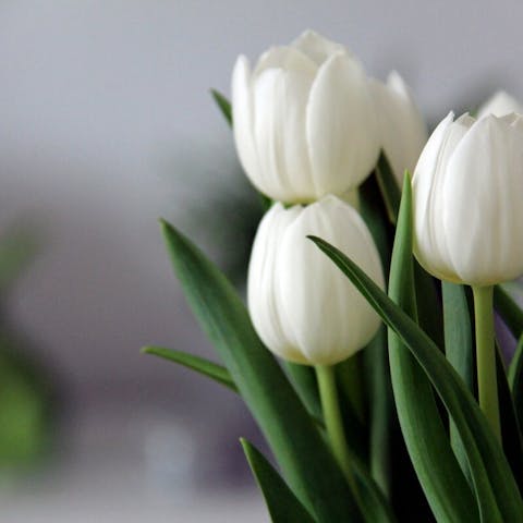 The Meaning of White Tulips: Symbolism and Significance