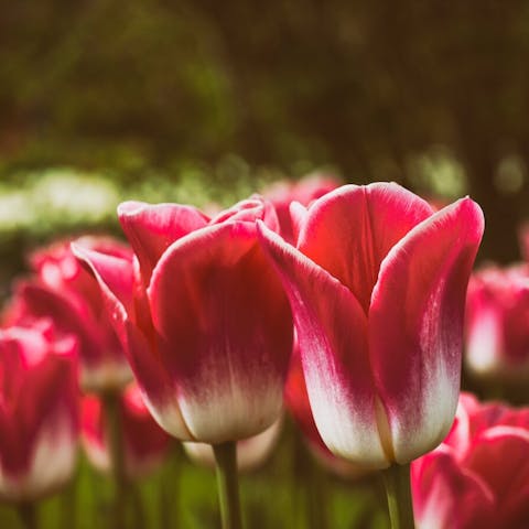 Why Are My Tulips Opening Up So Much?