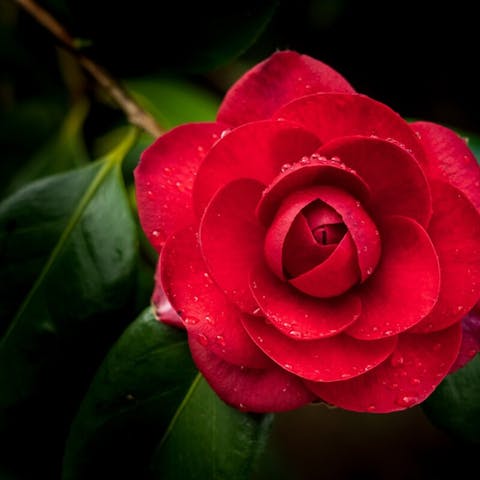Unveiling the Meaning of Red Flowers