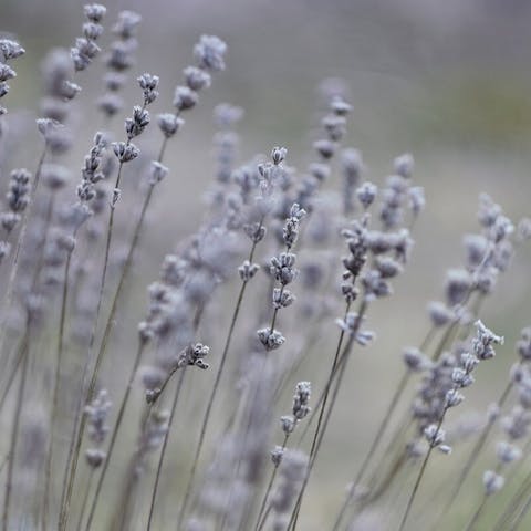 Decoding the Meaning of Gray Flowers