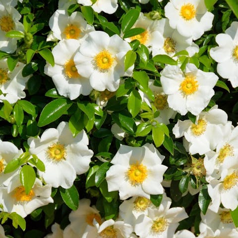 The State Flower for Georgia: The Beauty of the Cherokee Rose