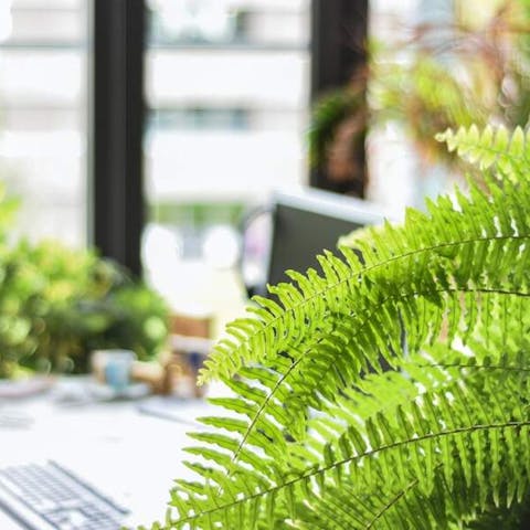 A Guide to Non-Toxic Plants for dogs & pets