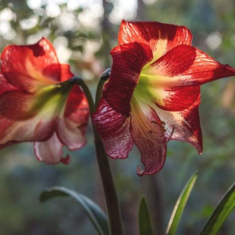 When Flowers Fall Off Orchids