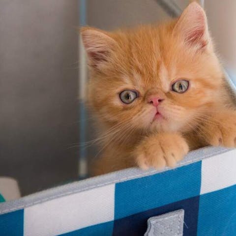 What Flowers Poisonous To Cats