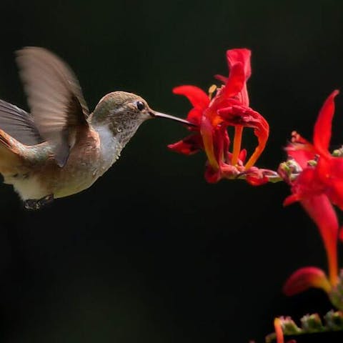 What Flowers Do Hummingbirds Like