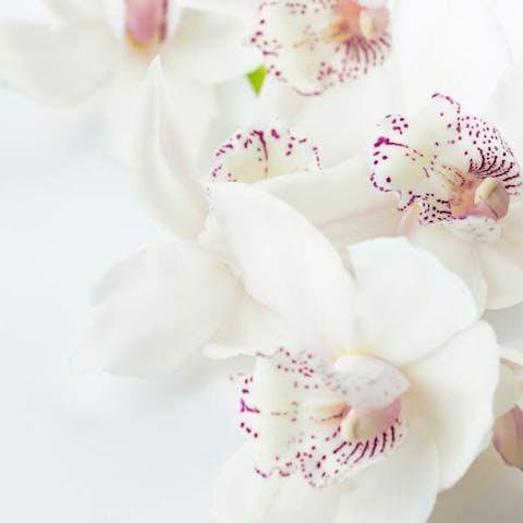 What Flowers Are Edible
