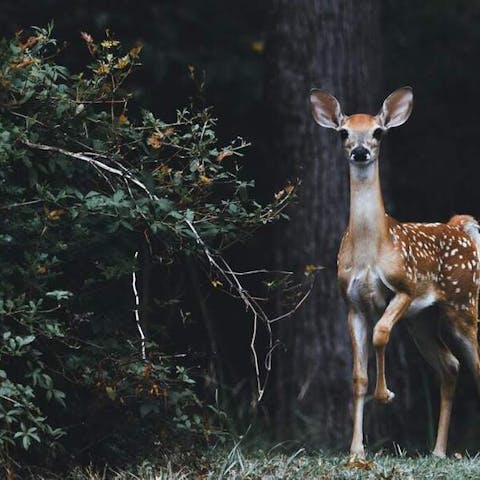 What Flowers Are Deer Resistant