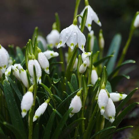 What Color Flowers For Funeral
