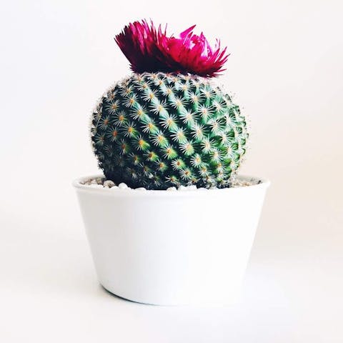 Cactus Flowers