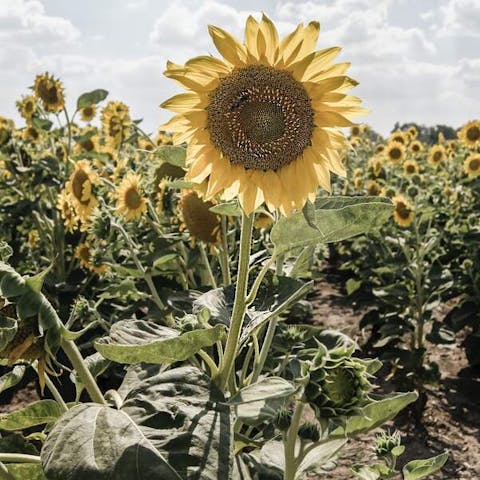 How To Keep Cut Sunflowers Fresh