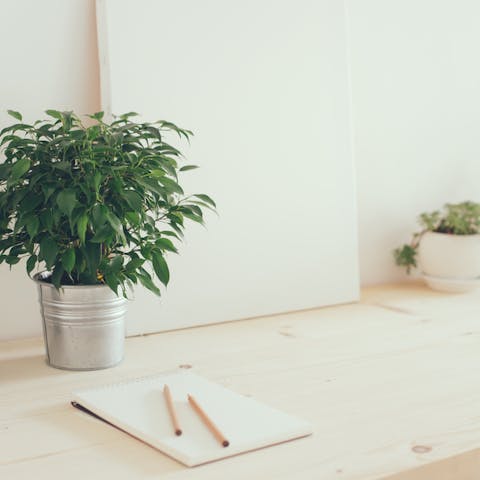 Best Office Plants to Help You Become More Productive
