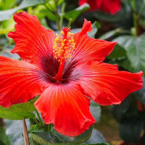 Five Lovely Flowers for Delivery
