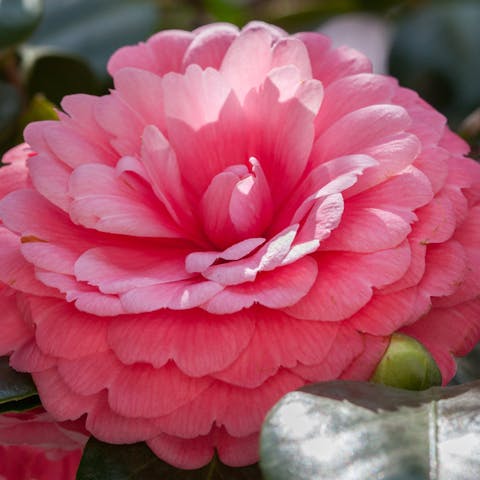 The World’s Most Awesome Flowers: Let’s Discover Together