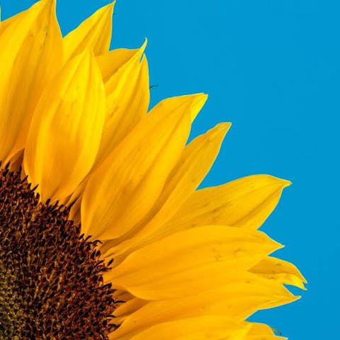 How Long For Sunflower To Bloom