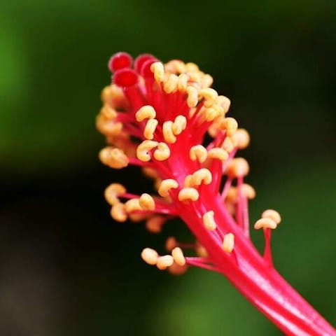 What Is The Male Part Of A Flower?