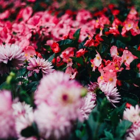How To Keep Cats Out Of Flower Beds