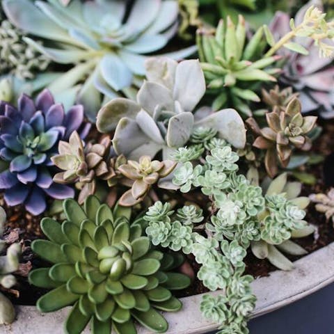 How To Grow Succulents Indoors