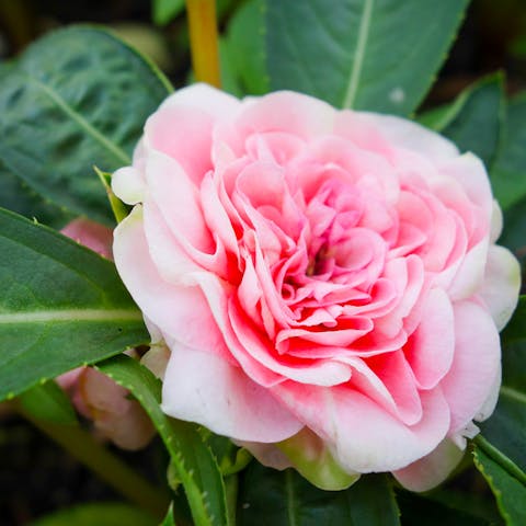Balsam Flowers Are Similar to Impatiens, but Develop Quicker