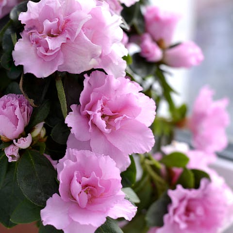 You Can Have Indoor Flowers If You Are Not Able to Grow Them Outdoors