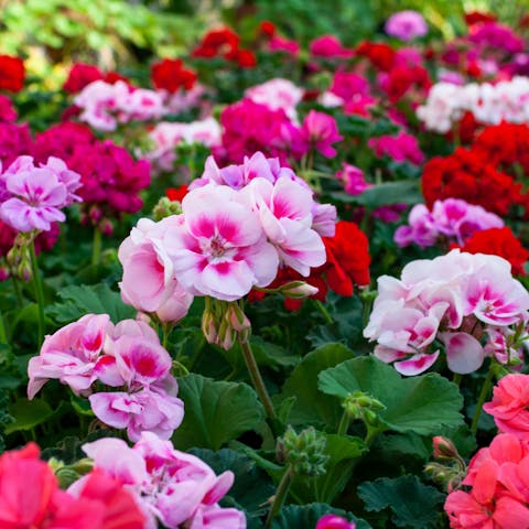 Learn about the Most Outstanding Flowers That Last a Year and Brighten up Your Interior