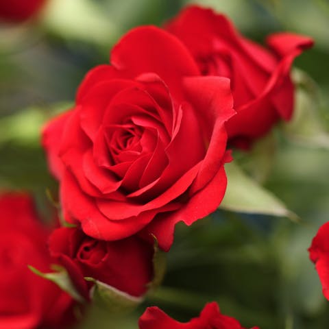 Nine of Natures Most Colorful Flowers