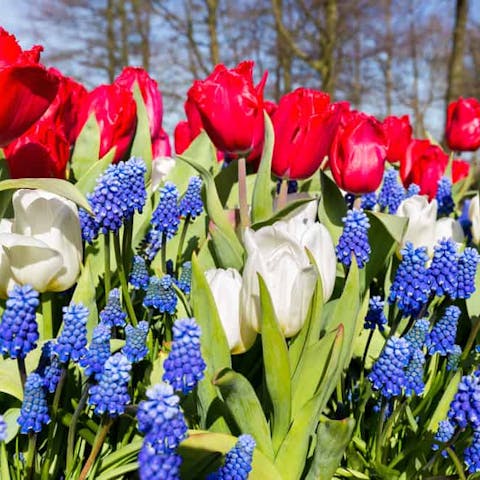 Everything You Should Know About Red, White, and Blue Flowers