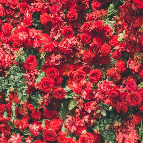 Types of Red Flowers, Their Meanings, And Which One Suits You Best