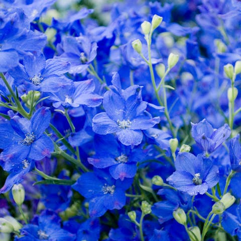 Learn about Larkspur Meaning Flower and Symbolism