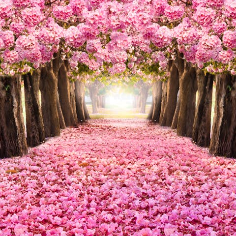 Pink Flowers on Trees: Exploring the Beauty of Nature