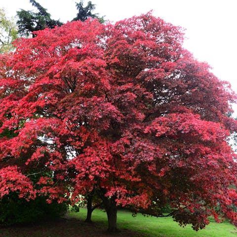 Choosing Trees with Red Flowers