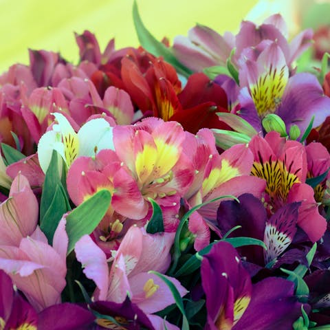 Discover the Meaning and Symbolism of the Alstroemeria Flower