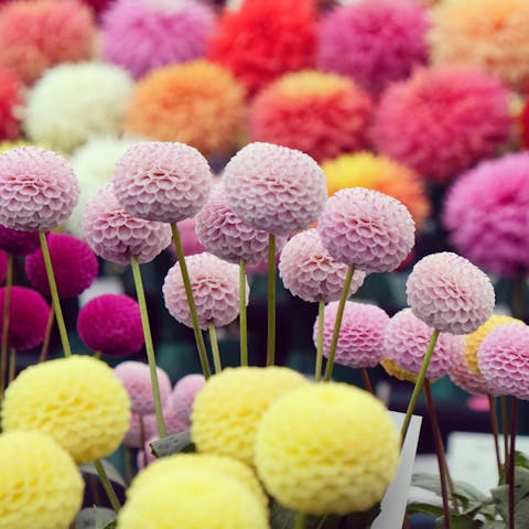 Where to Buy Flowers Near Me – Most Popular and Beautiful Flowers