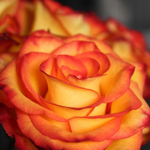 Fire Flower: Explore these Flowers that Look Like Fire