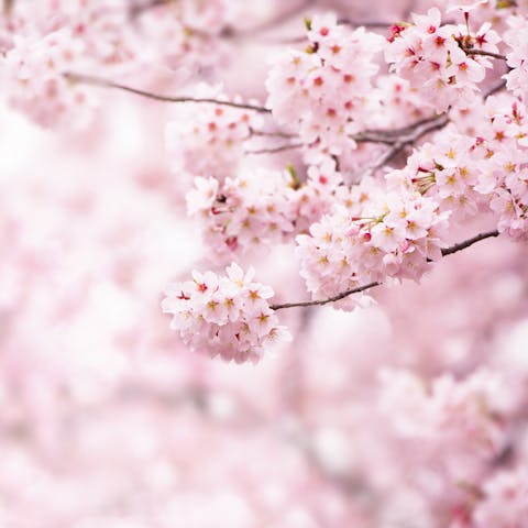 Nine of Natures Prettiest Flowers: Discover the Possibilities
