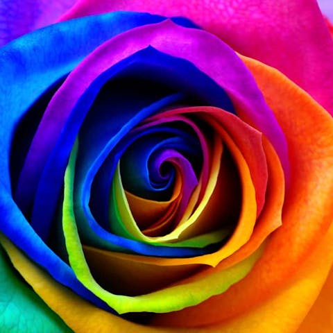 How Florists Tie Dye Roses and the Reasons for Doing So